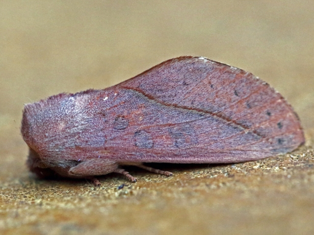 Scalmicauda griseomaculata
